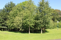 Trees fringe the Recreation Ground
