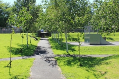 Birches lining the path
